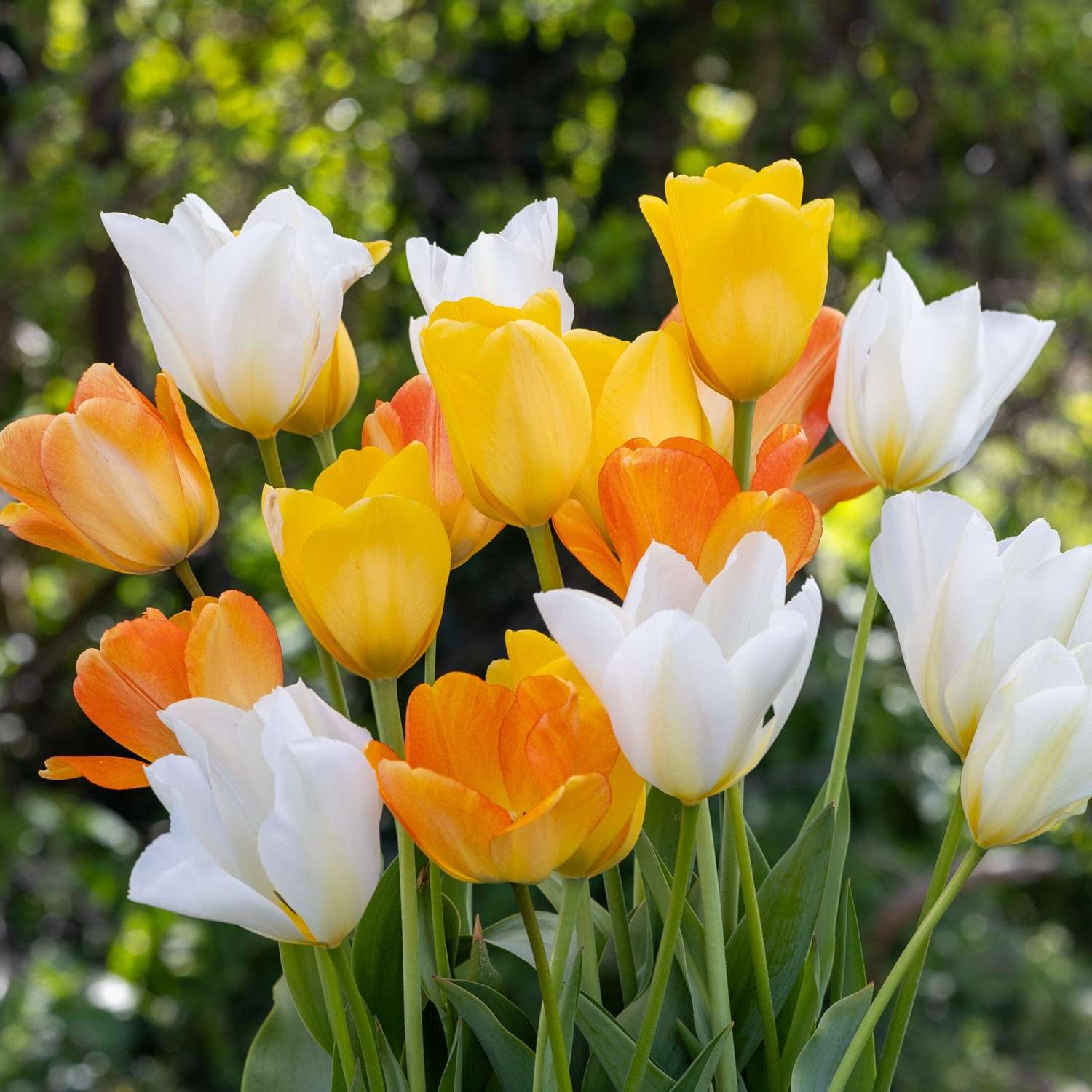 Tulpenmischung 'Springtime'